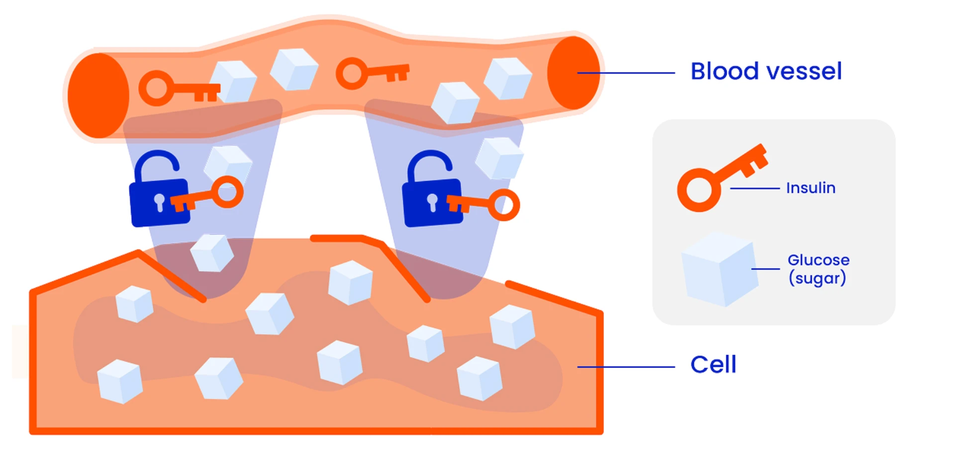 Insulin is like a key that unlocks cells to let sugar in.